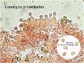 Conocybe piloselloides-amf2227-micro-1